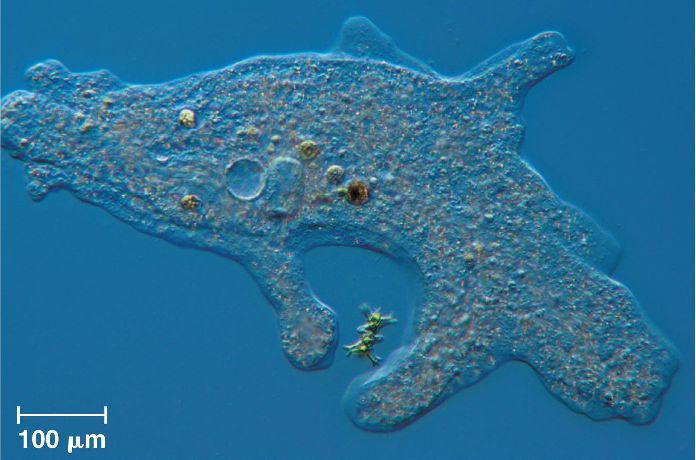  Amoeba  Cell